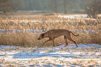 walking Rhodesian Ridgeback