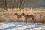 2 Rhodesian Ridgebacks