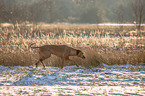 walking Rhodesian Ridgeback