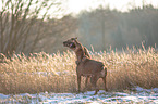 2 Rhodesian Ridgebacks