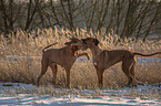 2 Rhodesian Ridgebacks