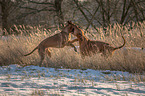 2 Rhodesian Ridgebacks