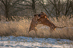 2 Rhodesian Ridgebacks