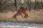 2 Rhodesian Ridgebacks