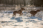 2 Rhodesian Ridgebacks