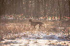 walking Rhodesian Ridgeback
