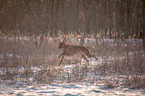 running Rhodesian Ridgeback