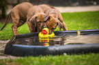 Rhodesian Ridgeback Puppies