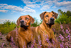 2 Rhodesian Ridgebacks