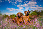 2 Rhodesian Ridgebacks