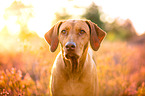 Rhodesian Ridgeback Portrait