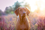 Rhodesian Ridgeback Portrait