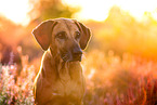 Rhodesian Ridgeback Portrait