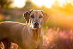 Rhodesian Ridgeback Portrait