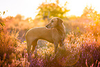 Rhodesian Ridgeback