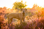 Rhodesian Ridgeback