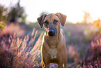 Rhodesian Ridgeback Portrait