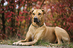 lying Rhodesian Ridgeback