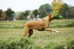 playing Rhodesian Ridgeback