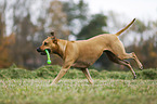 playing Rhodesian Ridgeback