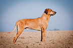 standing Rhodesian Ridgeback