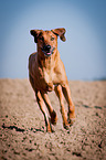 running Rhodesian Ridgeback