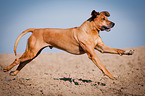 running Rhodesian Ridgeback