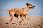 running Rhodesian Ridgeback
