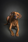 lying Rhodesian Ridgeback