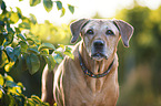 old Rhodesian Ridgeback