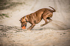 playing Rhodesian Ridgeback