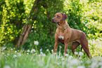 Rhodesian Ridgeback