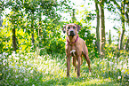 Rhodesian Ridgeback