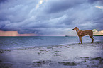 Rhodesian Ridgeback