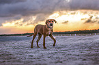 Rhodesian Ridgeback