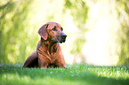 Rhodesian Ridgeback
