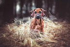 adult Rhodesian Ridgeback