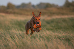 adult Rhodesian Ridgeback
