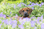 Rhodesian Ridgeback portait