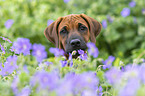 Rhodesian Ridgeback portait