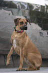 sitting Rhodesian Ridgeback