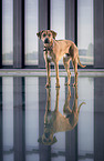 standing Rhodesian Ridgeback