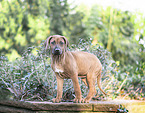 standing Rhodesian Ridgeback