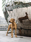 standing Rhodesian Ridgeback