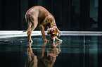 standing Rhodesian Ridgeback