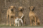 4 Dogs