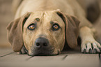 lying Rhodesian Ridgeback