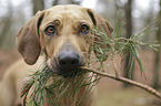 Rhodesian Ridgeback portrait