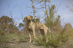 standing Rhodesian Ridgeback