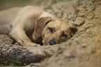 lying Rhodesian Ridgeback